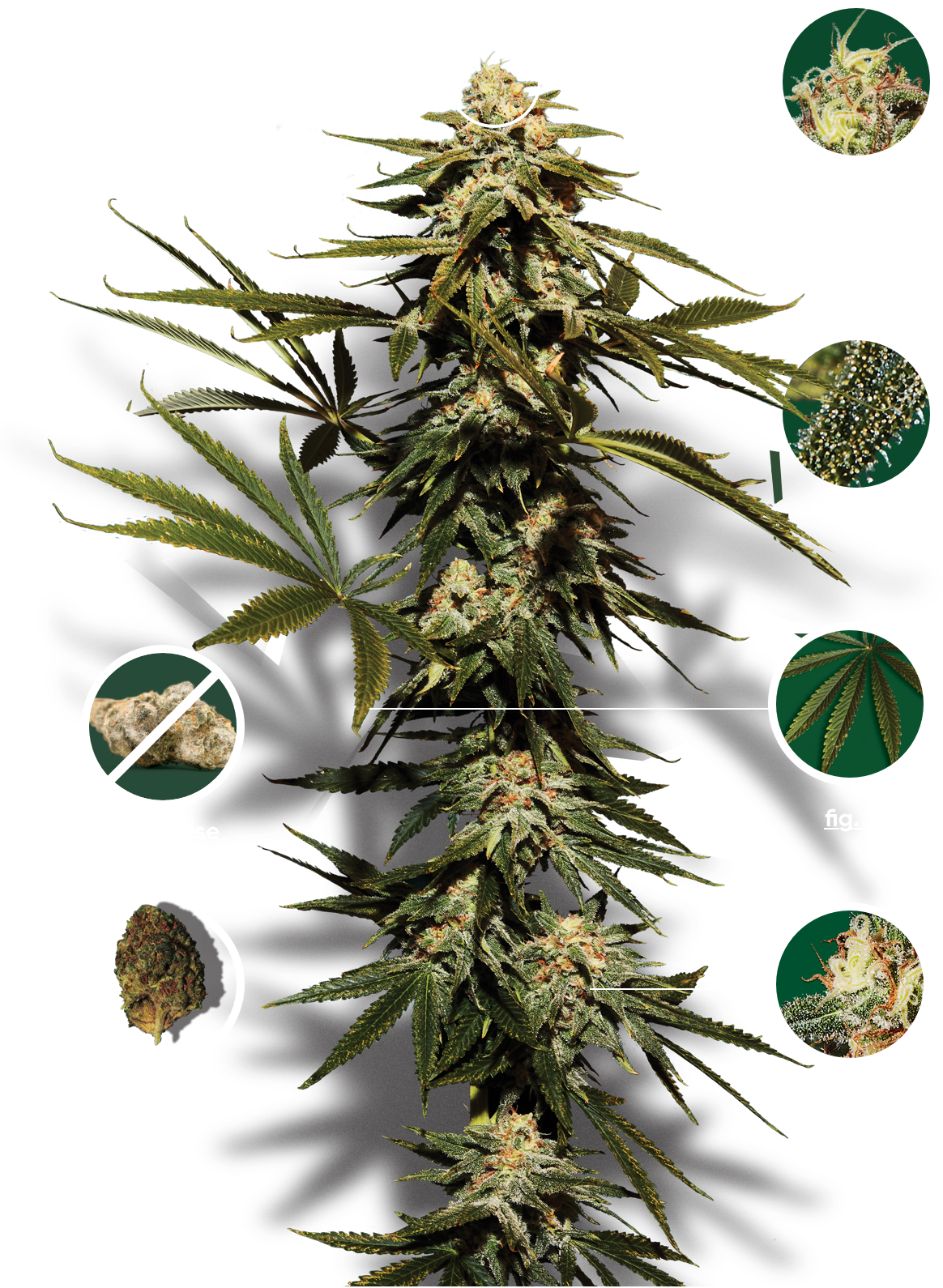 Plant de cannabis Plant de cannabis